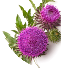 Upcycled Milk Thistle